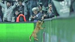 Multan equipo de futbol por culpa de un gatito