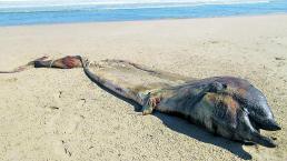 Aparece extraña y espeluznante criatura a las orillas de una playa