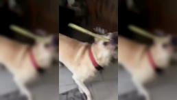 Perro salva a su dueña, entre lo más viral de la semana