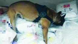 Binomio canino encontró droga en bodega del Aeropuerto de Toluca