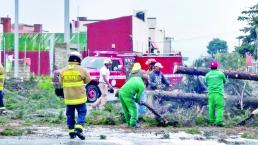 Ventarrón arranca siete árboles en Metepec