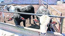 Ganaderos preocupados por el robo de ganado, en Querétaro