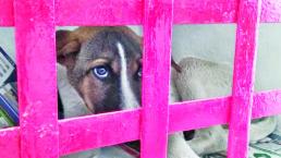 Dejan a perros a su suerte en Centro de Control Animal de Toluca