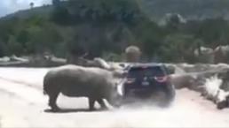 VIDEO: Rinoceronte ataca a una familia en zoológico de Puebla