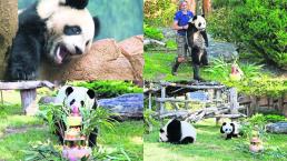 Panda francés celebra su cumpleaños 