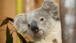 Koala sorprende a pasajeros en avión escocés