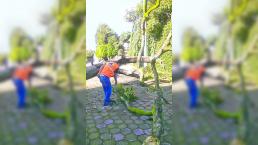 Poderosa tormenta derriba árboles en Cuernavaca