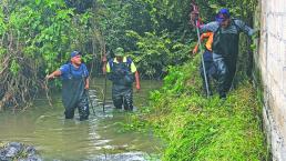 Reportan aparición de cocodrilo en aguas de Jiutepec