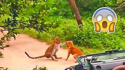 Perrito le hace frente a leopardo y nadie imagina lo que pasó después