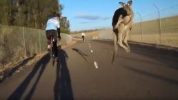 Canguro se avienta sorprendente maroma para no chocar contra ciclista, en Sydney
