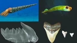 Estudio revela que depredadores tenían dientes retráctiles, en España
