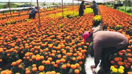 Floricultores buscan recuperar producción de cempasúchil en Xochimilco