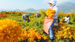 Revive la producción de cempasúchil en Tenango del Valle