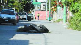 Vecinos denuncian que Paso Exprés les afectó su calle, en la colonia Providencia