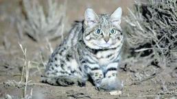 El gatito más tierno y salvaje del mundo está en peligro de extinción