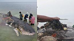 ¡Horrible! Encuentran 115 vasos de plástico y hasta sandalias en ballena muerta, en Indonesia