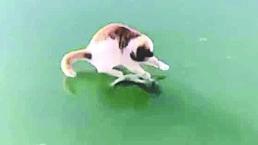 Simpático gatito lucha contra pez congelado, en China