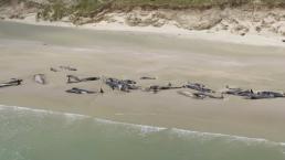 Ballenas encalladas en playa de Nueva Zelanda perdieron la vida