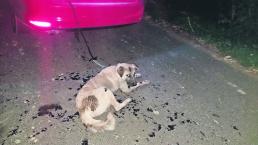 Conductor amarra perro a coche y lo arrastra por varios metros, en Morelos