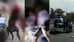 Perro le arranca los brazos a un hombre en Cuajimalpa y policía sacrifica al animal