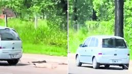 Captan a automovilista arrastrando una perro muerto