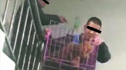 Torturaba a sus perritos y vendía los videos en Internet, en China 
