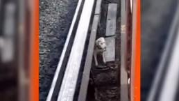 Rescatan a perrito atrapado en vías del Metro Línea B, CDMX