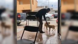 IMÁGENES FUERTES: Hombre apuñala y mata a un perro en Piedras Negras, Coahuila
