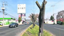 Sacrifican árboles por paisaje urbano, en Metepec