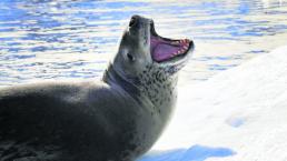  encuentran usb en popo de focas Nueva Zelanda Wellington