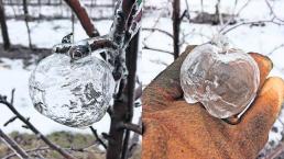 bajas temperaturas frío extremo manzanas congeladas hielo cristal estados unidos