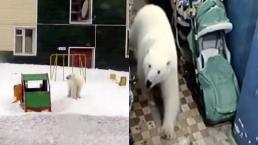 osos polares invasión rusia emergencia