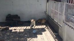 Iztacalco leones blancos ciudad de mexico