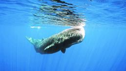 Dueño bar millonario vómito ballena Tailandia
