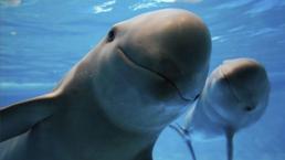 Vaquita marina al borde de la extinción