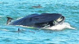 Ballena Traga Buzo Escupe Playa Sudáfrica