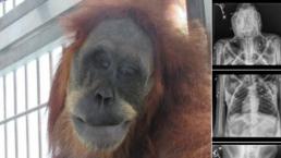 salvan a orangutána de morir fue atacada le dispararon disparos de perdigón indonesia