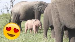 Captan elefantito rosa Sudáfrica
