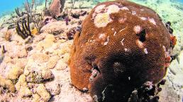 Enfermedad matando arrecifes de coral