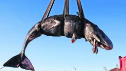Hallan ballena muerta Costa de Italia Plástico en la barriga Contaminación
