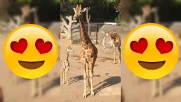 Invitan poner nombre jirafa nacida Zoológico Chapultepec