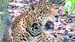 Mamá jaguar devora cachorro in vitro Brasil