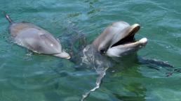 Delfines Placer sexual Clítoris de delfín