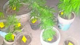 detenidos portar armas de fuego droga plantas de marihuana morelos tlaltizapán 