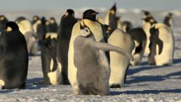 Pingüino emperador en peligro Deshielo Antártida