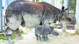 Nace rinoceronte Inseminación artificial Estados Unidos Zoológico de Miami