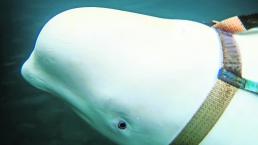 Encuentran ballena espía Beluga con arnés Noruega