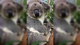 extinción funcional del Koala