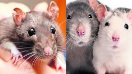 Revelan que las ratas son capaces de recordar y recompensar la amabilidad