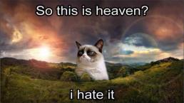 Muere Grumpy Cat Gatita famosa de internet Gatita enojada